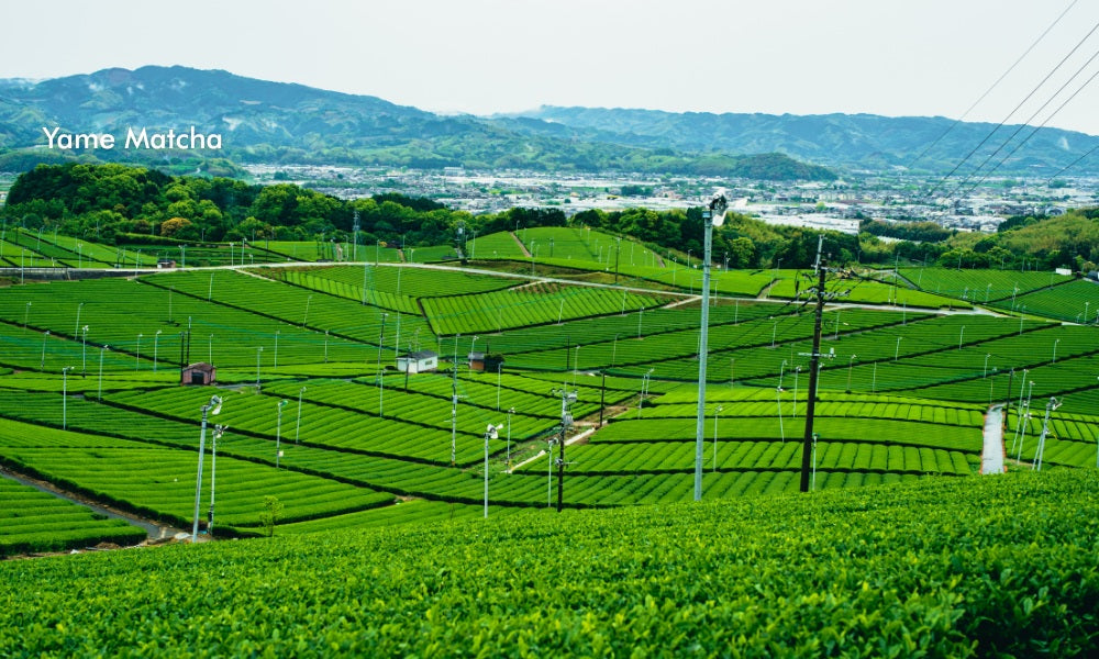 Yame Matcha: A Guided Introduction to Japan’s Finest Green Tea from the Hills of Fukuoka